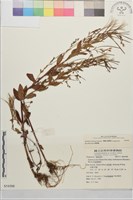 黑龍江柳葉菜藏品圖，第4張