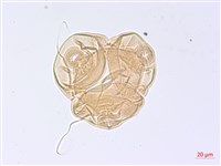 黑龍江柳葉菜藏品圖，第1張