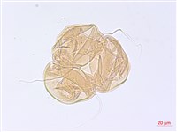 黑龍江柳葉菜藏品圖，第3張