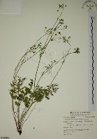 玉山茴香藏品圖，第1張