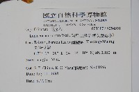 阿里山忍冬、漸尖葉忍冬藏品圖，第2張