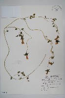 玉山山奶草藏品圖，第1張