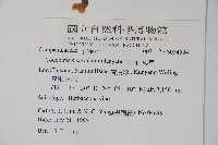 玉山山奶草藏品圖，第2張