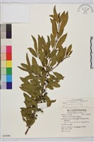 塔山鼠李藏品圖，第1張