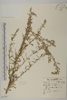 南艾蒿藏品圖，第1張