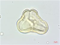 野當歸藏品圖，第3張