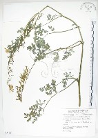 彎果黃菫藏品圖，第1張