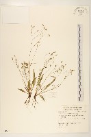 兔仔菜藏品圖，第1張