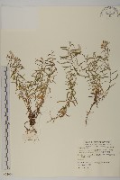 玉山抱莖籟簫藏品圖，第1張
