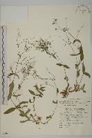 高山無心菜藏品圖，第1張