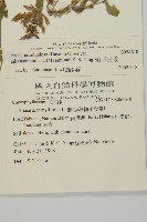 高山無心菜藏品圖，第2張