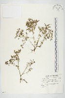 能高佛甲草藏品圖，第1張