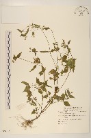 小米菊藏品圖，第1張