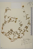 狗筋蔓藏品圖，第1張