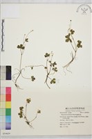 鹿場毛茛藏品圖，第1張