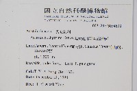 薄葉細辛、尾花細辛藏品圖，第2張