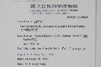 曲莖馬藍藏品圖，第2張