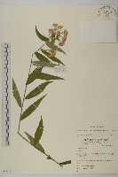 臺灣馬蘭藏品圖，第1張