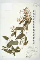 蔓黃菀藏品圖，第1張