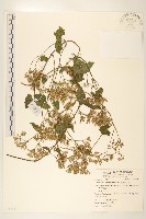 臺灣福王草藏品圖，第1張