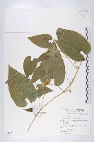 斑花青牛膽藏品圖，第1張