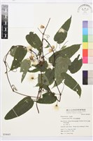 亨利氏鐵線蓮藏品圖，第1張