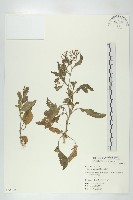 葶藶藏品圖，第1張