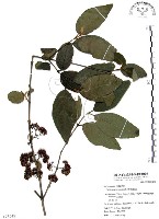 杜虹花，台灣紫珠藏品圖，第1張