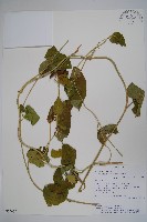 登錄號:S054657藏品圖，第1張