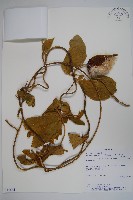 登錄號:S054662藏品圖，第1張