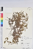 登錄號:S054666藏品圖，第1張