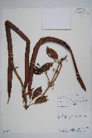 貓爪藤藏品圖，第1張