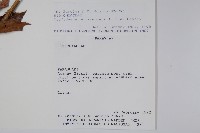 貓爪藤藏品圖，第2張