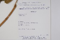 登錄號:S054684藏品圖，第2張