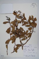 登錄號:S054685藏品圖，第1張