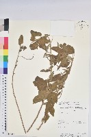 登錄號:S054686藏品圖，第1張