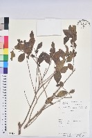 登錄號:S054687藏品圖，第1張