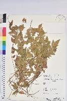 登錄號:S054689藏品圖，第1張