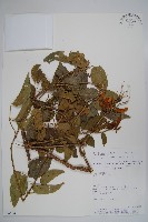 炮仗花藏品圖，第1張