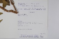 炮仗花藏品圖，第2張