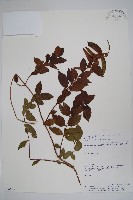 登錄號:S054695藏品圖，第1張