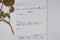 登錄號:S054695藏品圖，第2張