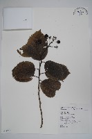 破布烏藏品圖，第1張