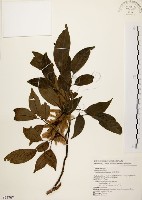 黃杞藏品圖，第1張