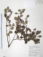 小葉赤楠藏品圖，第1張