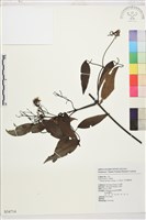 柱果鐵線蓮藏品圖，第2張