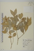 淡綠葉衛矛藏品圖，第1張