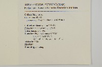 淡綠葉衛矛藏品圖，第2張