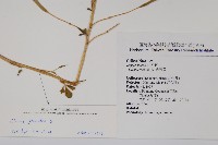 白花菜藏品圖，第2張