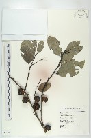 黃心柿藏品圖，第1張